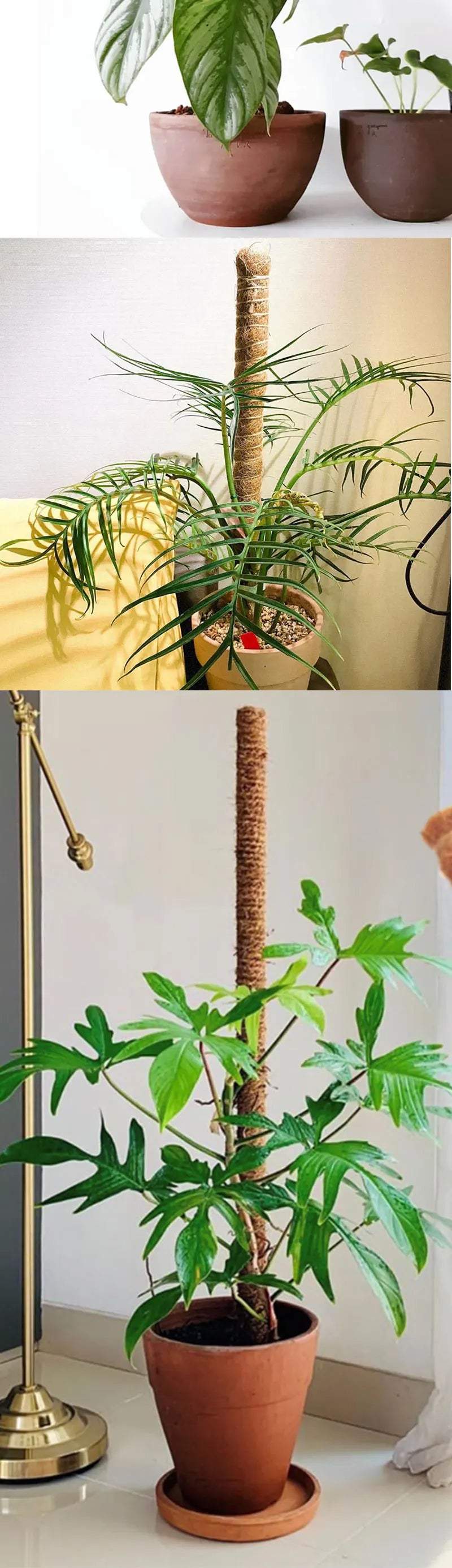 Plant Climbing Pole Indoor Plant Creeper