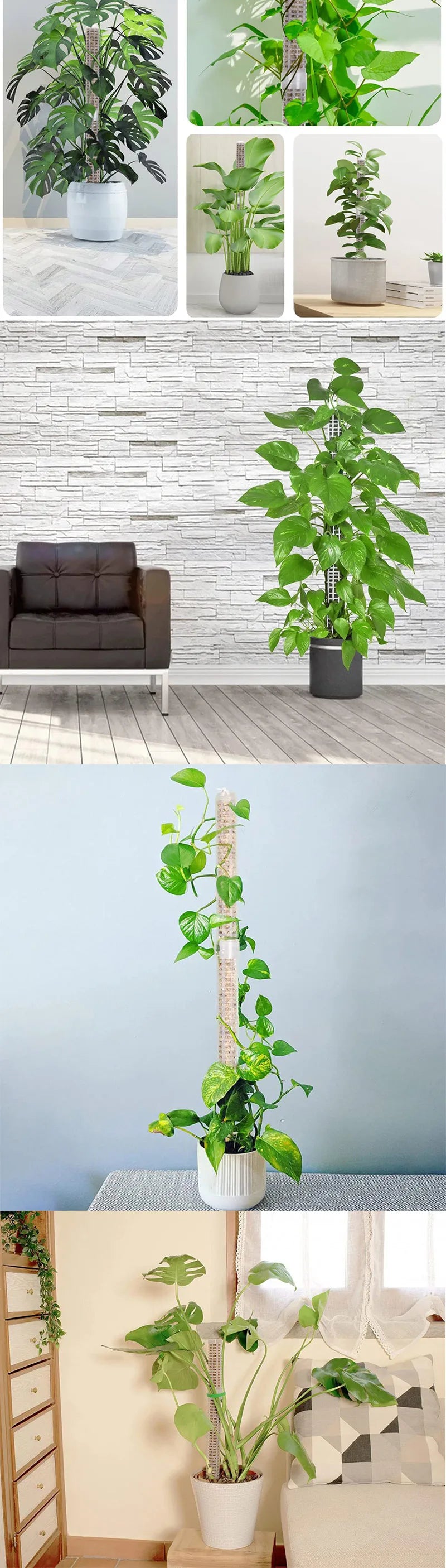 Plant Climbing Pole Indoor Plant Creeper