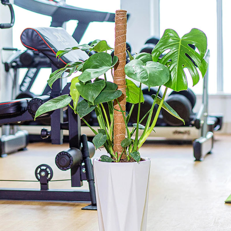 Plant Climbing Pole Indoor Plant Creeper