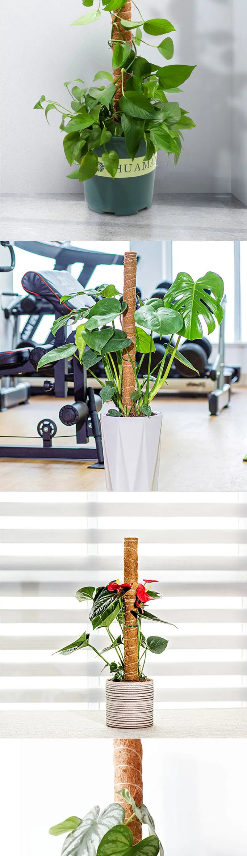 Plant Climbing Pole Indoor Plant Creeper