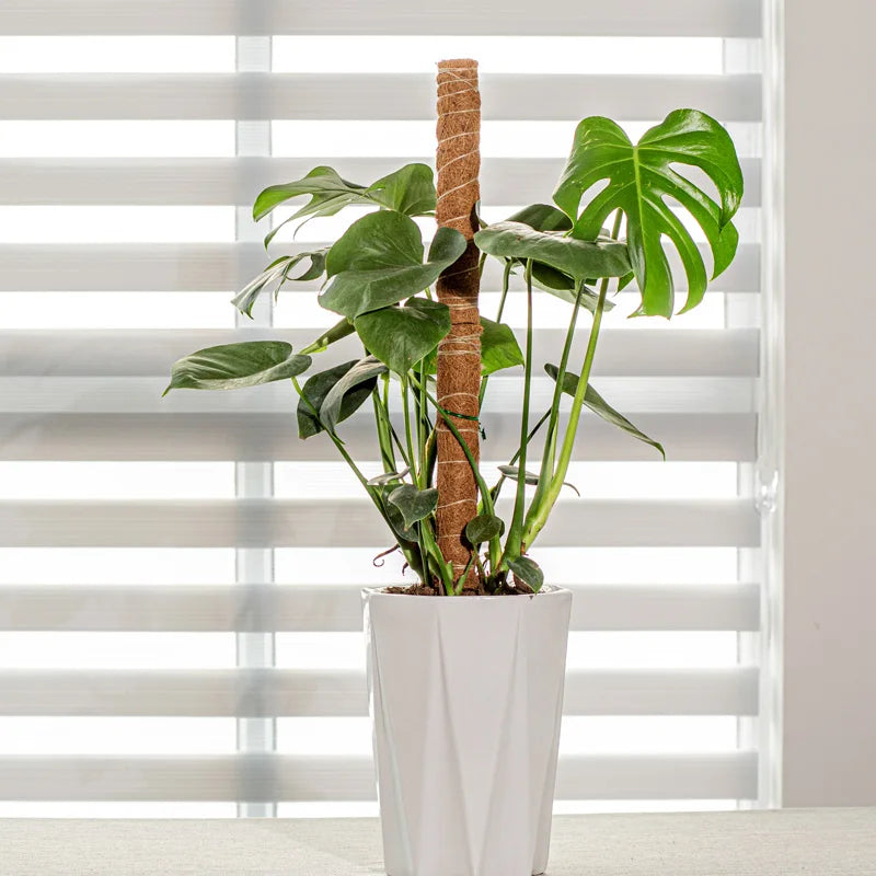 Plant Climbing Pole Indoor Plant Creeper