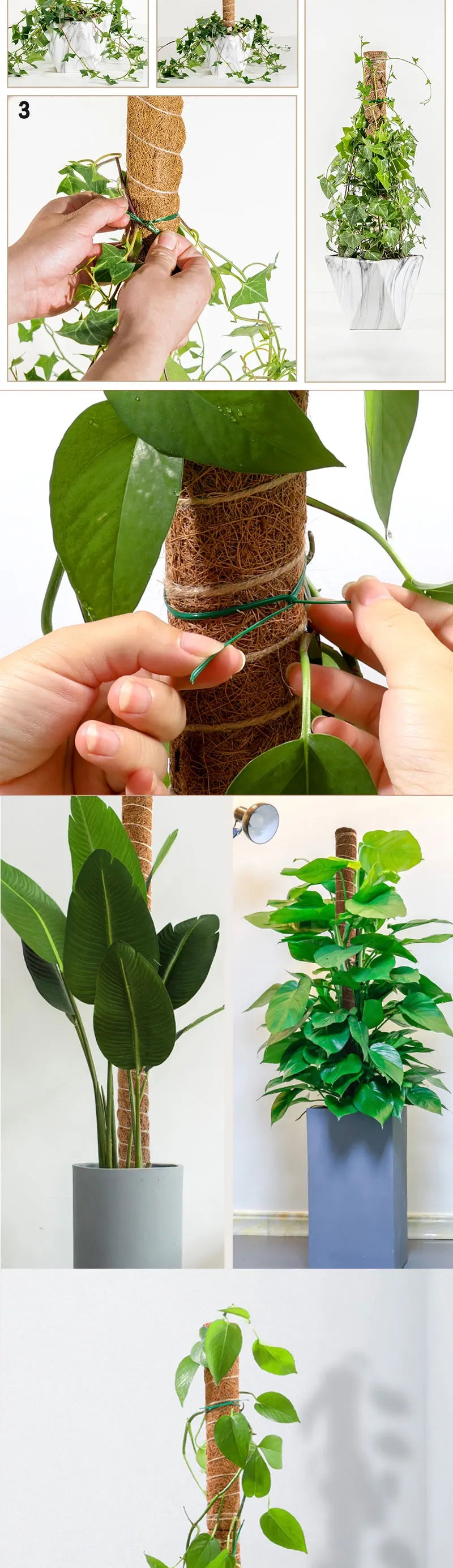 Plant Climbing Pole Indoor Plant Creeper